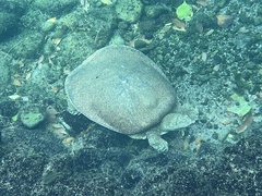 Apalone spinifera emoryi