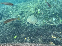 Apalone spinifera emoryi