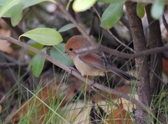 Sinosuthora webbiana