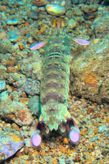 Odontodactylus latirostris