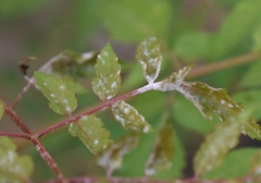 Sawadaea koelreuteriae