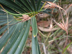 Macrozamia spiralis