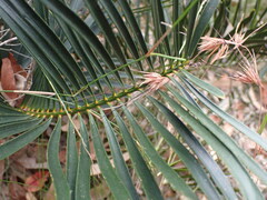 Macrozamia spiralis