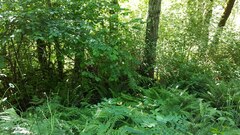 Lathyrus holochlorus