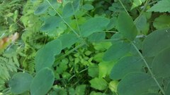 Lathyrus holochlorus