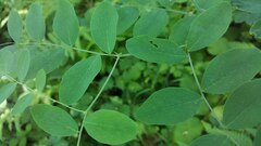 Lathyrus holochlorus