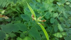 Lathyrus holochlorus