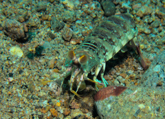 Odontodactylus latirostris