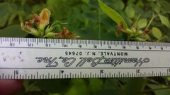 Lathyrus holochlorus