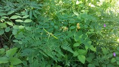 Lathyrus holochlorus