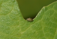 Phylinae
