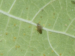 Phylinae
