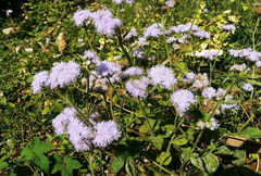 Ageratum houstonianum