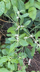 Alternanthera bettzickiana