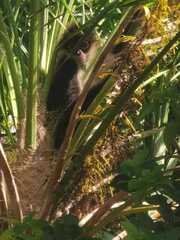Ateles geoffroyi vellerosus