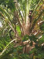 Ateles geoffroyi vellerosus