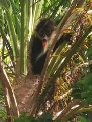 Ateles geoffroyi vellerosus