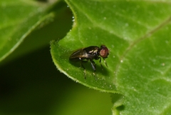 Physiphora