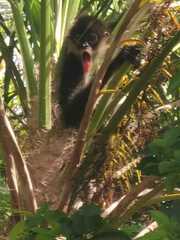 Ateles geoffroyi vellerosus