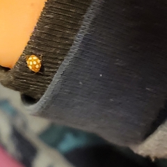 Vibidia duodecimguttata