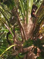 Ateles geoffroyi vellerosus