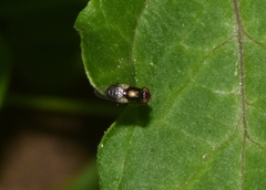Physiphora