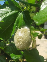 Polypedates leucomystax