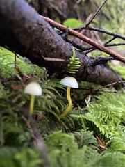 Mycena oregonensis