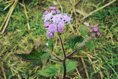 Ageratum houstonianum