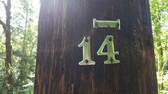 Lathyrus holochlorus