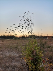 Sanguisorba applanata