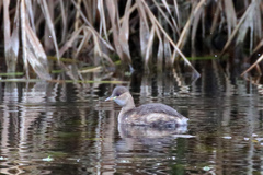 Tachybaptus ruficollis