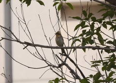 Emberiza elegans