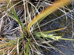 Aciphylla anomala