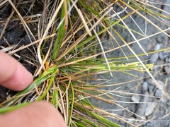 Aciphylla anomala