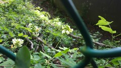 Lathyrus holochlorus