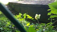 Lathyrus holochlorus