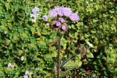 Ageratum houstonianum