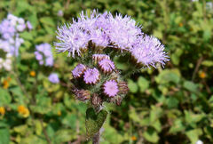 Ageratum houstonianum