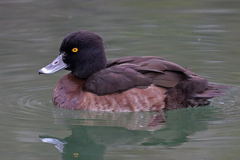 Aythya fuligula
