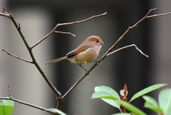 Sinosuthora webbiana