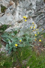 Hieracium tomentosum