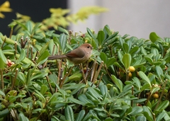 Sinosuthora webbiana