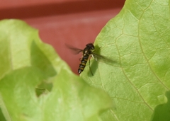 Episyrphus
