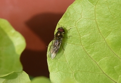 Episyrphus