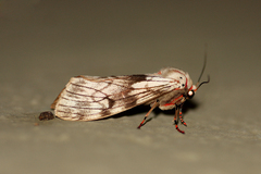 Teracotona submacula