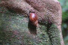 Lissachatina