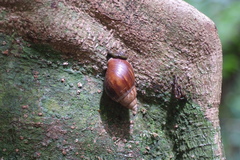 Lissachatina