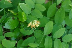 Lathyrus holochlorus