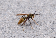 Polistes rothneyi
